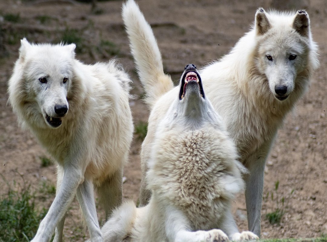 The Impact of 'Hungry Wolves' on Established Tech Firms