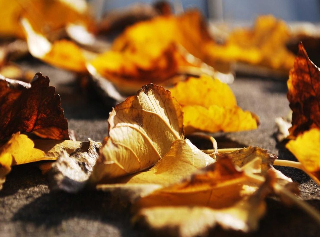 Step-by-Step: Sketching Stitch's Iconic Form